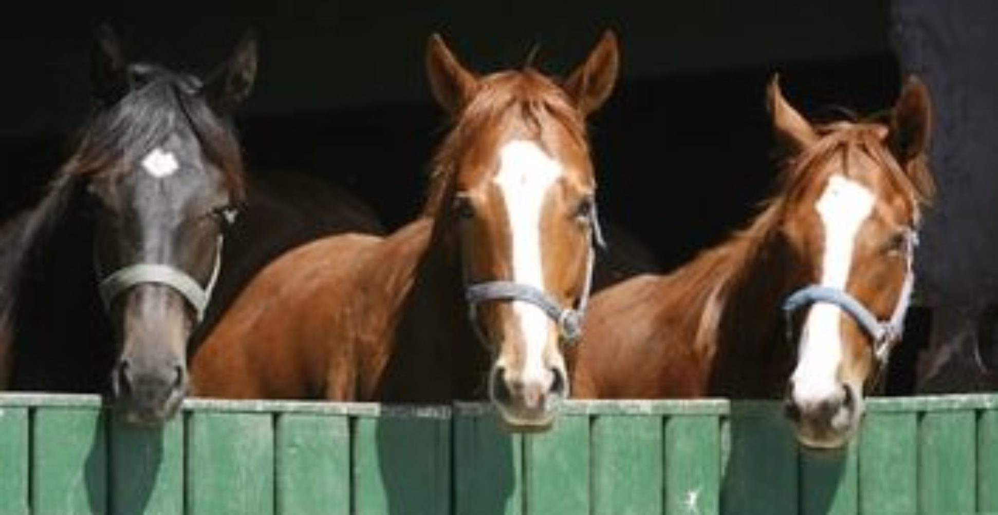 Hendra Vaccine Class Action